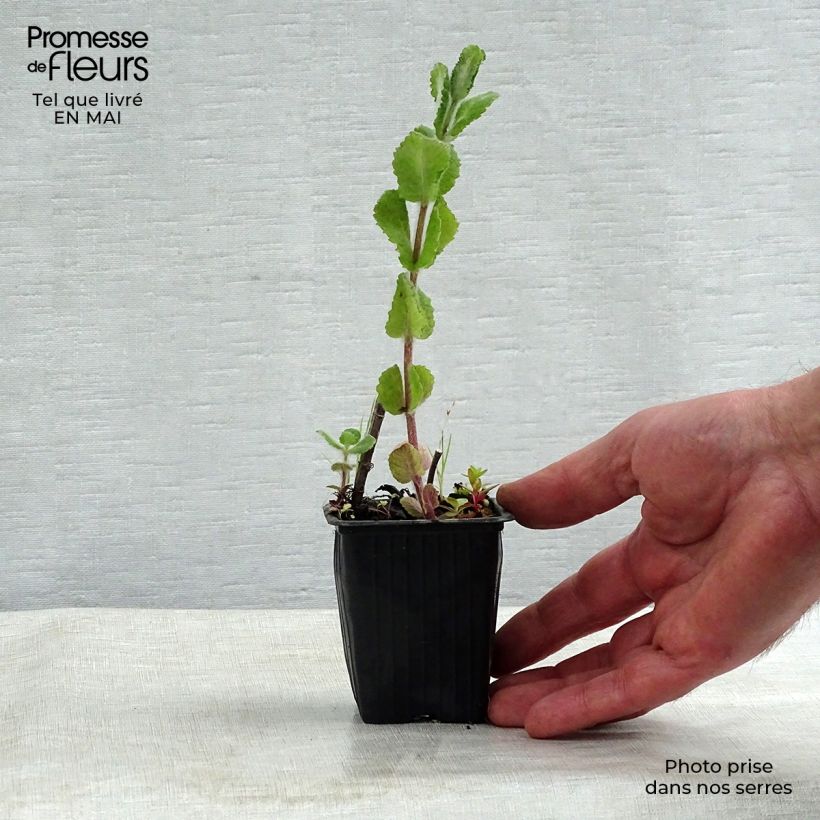 Exemplar von Rundblättrige Minze Applefruit - Mentha suaveolens Kleine Töpfe von 8/9 cm wie im Frühjahr geliefert