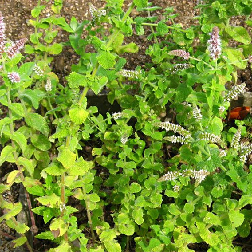 Rundblättrige Minze - Mentha rotundifolia (Foliage)