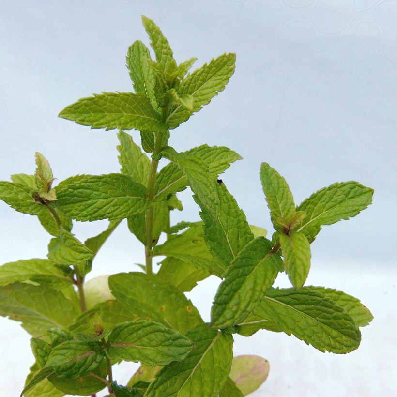 Ähren-Minze - Mentha spicata (Foliage)