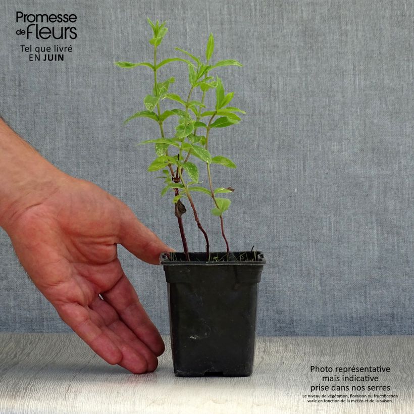 Exemplar von Ähren-Minze - Mentha spicata Kleine Töpfe von 8/9 cm wie im Sommer geliefert