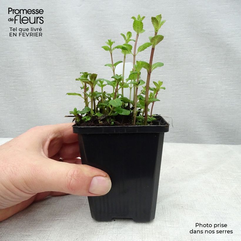 Exemplar von Ähren-Minze - Mentha spicata Kleine Töpfe von 8/9 cm wie im Winter geliefert