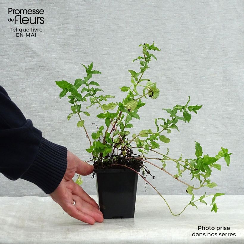 Exemplar von Ähren-Minze - Mentha spicata Kleine Töpfe von 8/9 cm wie im Frühjahr geliefert