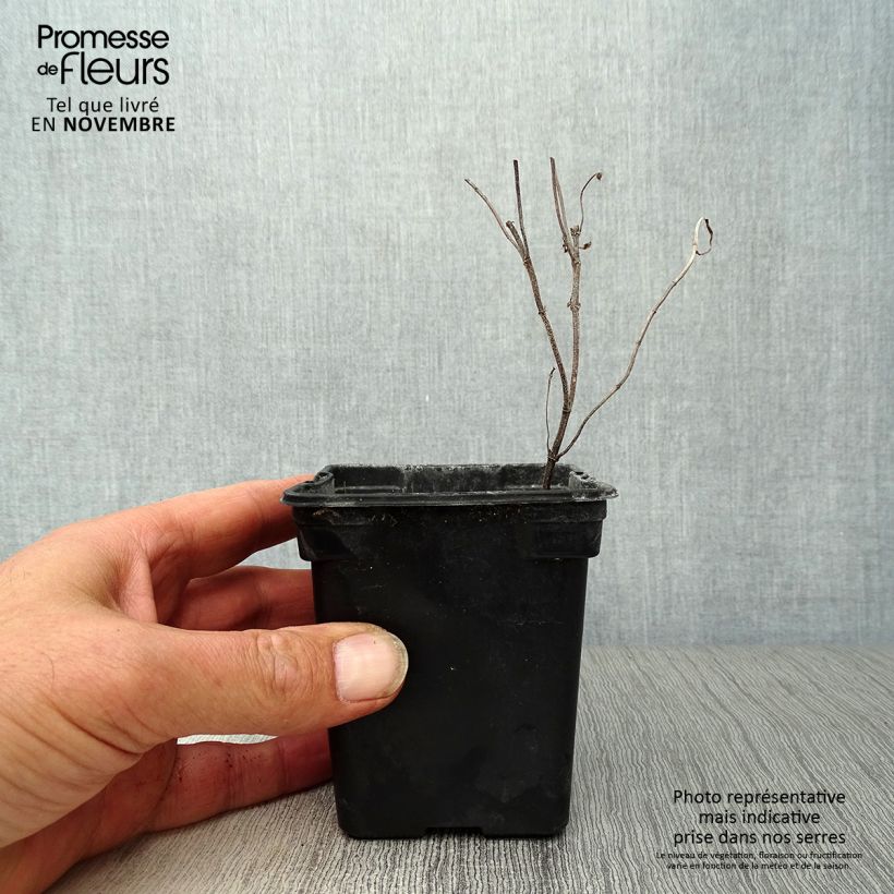 Example of Ähren-Minze - Mentha spicata Kleine Töpfe von 8/9 cm as you get in automne