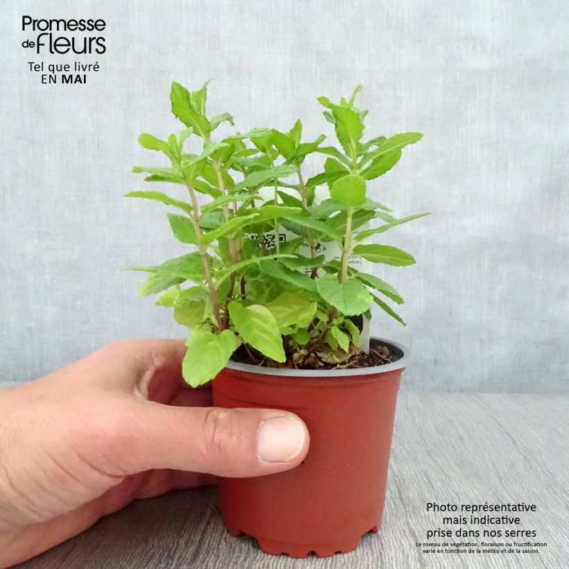 Example of Ähren-Minze Bio - Mentha spicata Topf 10 cm/11cm as you get in printemps