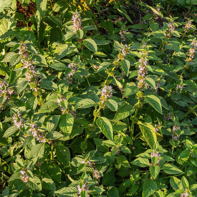 Acker-Minze - Mentha arvensis (Wuchs)