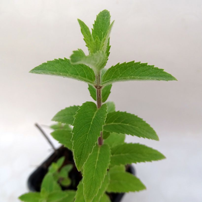 Rote Minze rubra - Mentha smithiana (Foliage)
