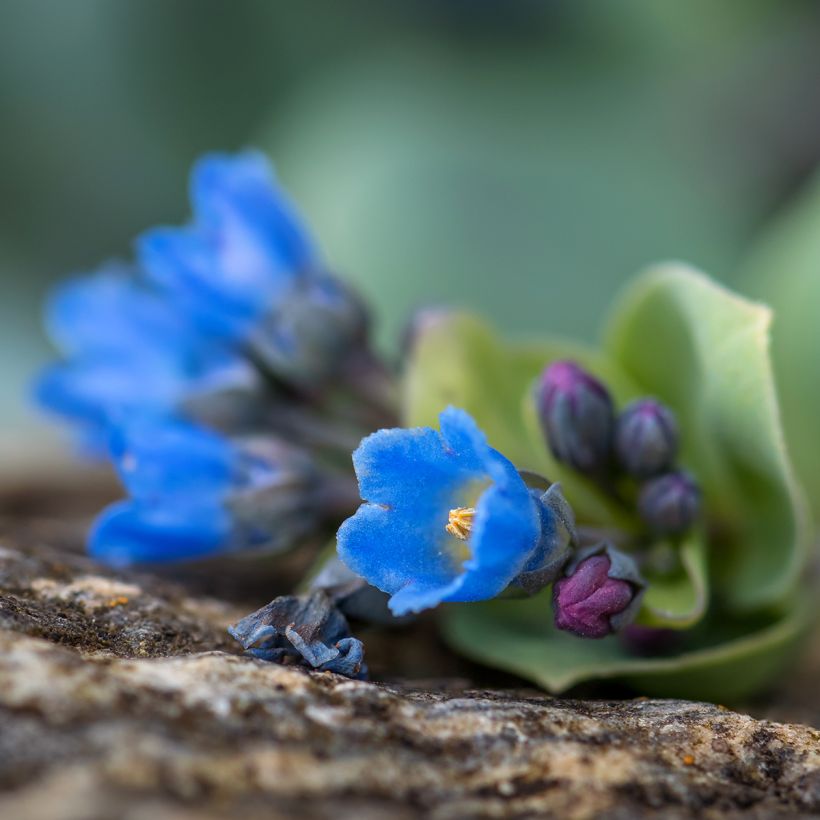 Pferdezunge (Samen) - Mertensia maritima (Flowering)