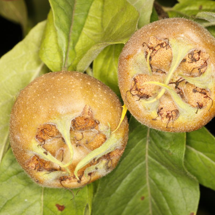 Echte Mispel Bredase Reus - Mespilus germanica (Harvest)