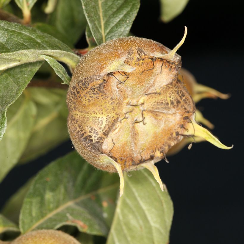 Echte Mispel Macrocarpa - Mespilus germanica'Allemagne, Néflier d'Allemagne (Harvest)