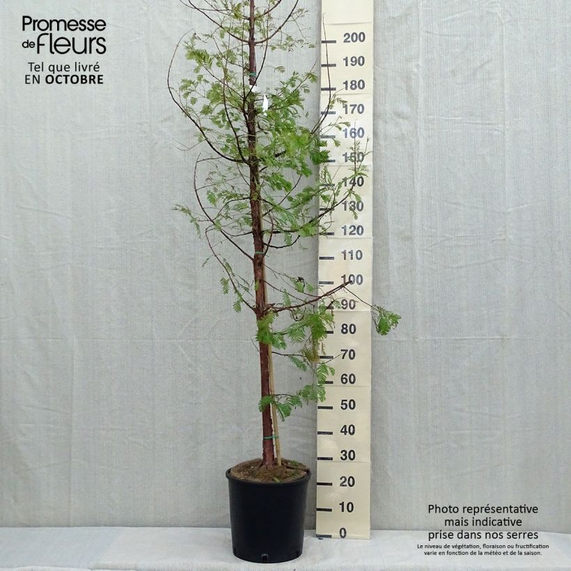 Example of Metasequoia glyptostroboides - Urweltmammutbaum Topf mit 18L/20L as you get in automne