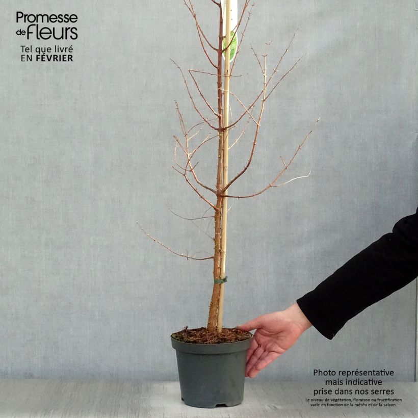 Example of Metasequoia glyptostroboides - Urweltmammutbaum Topf mit 3L/4L as you get in hiver