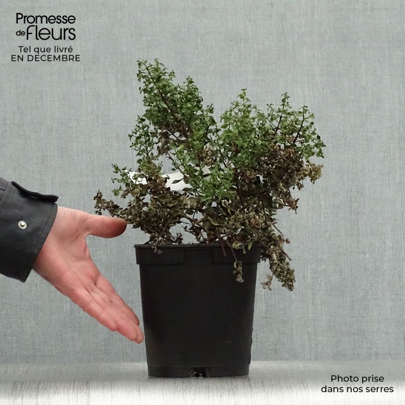 Exemplar von Metrosideros carmineus Ferris Wheel - Eisenholzbaum Topf mit 3L/4L wie im Winter geliefert