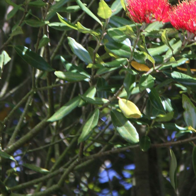 Metrosideros Mistral - Eisenholzbaum (Foliage)