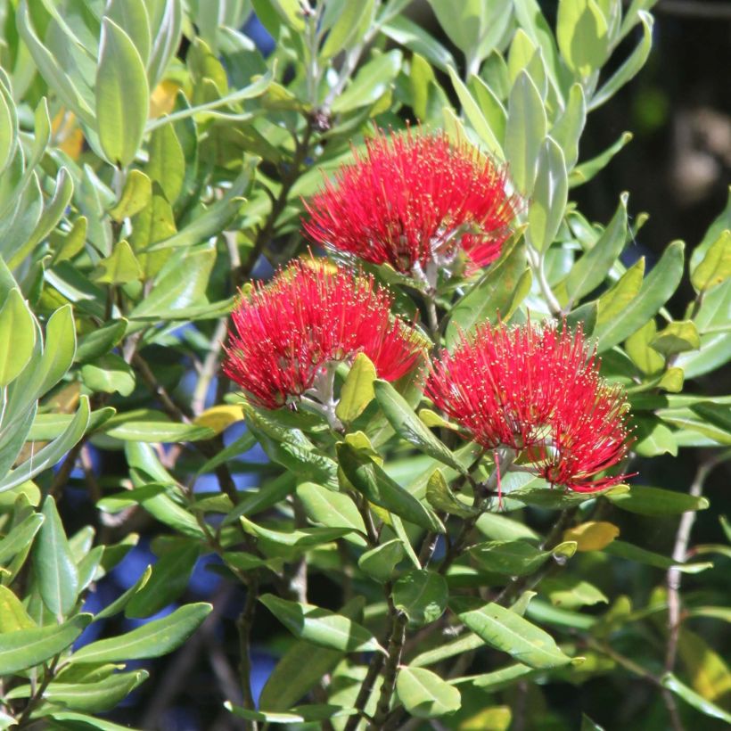 Metrosideros Mistral - Eisenholzbaum (Flowering)