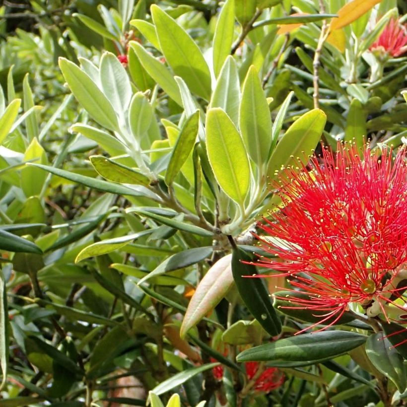 Metrosideros excelsa - Neuseeländischer Eisenholzbaum (Foliage)