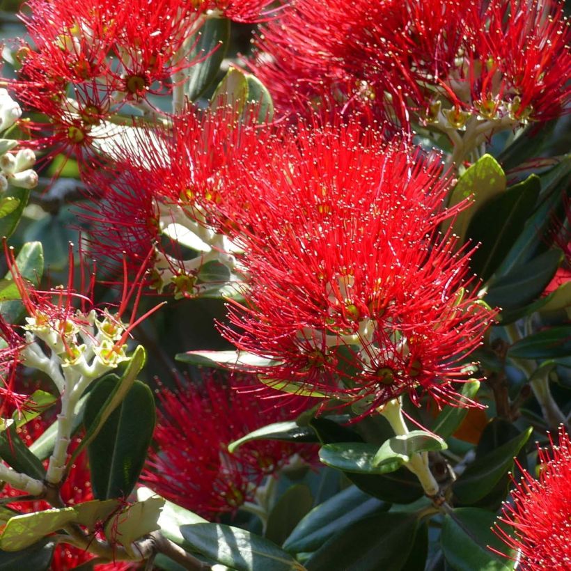 Metrosideros excelsa - Neuseeländischer Eisenholzbaum (Flowering)