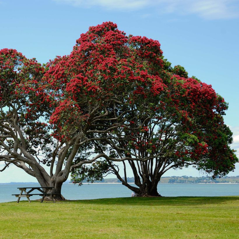Metrosideros excelsa - Neuseeländischer Eisenholzbaum (Plant habit)