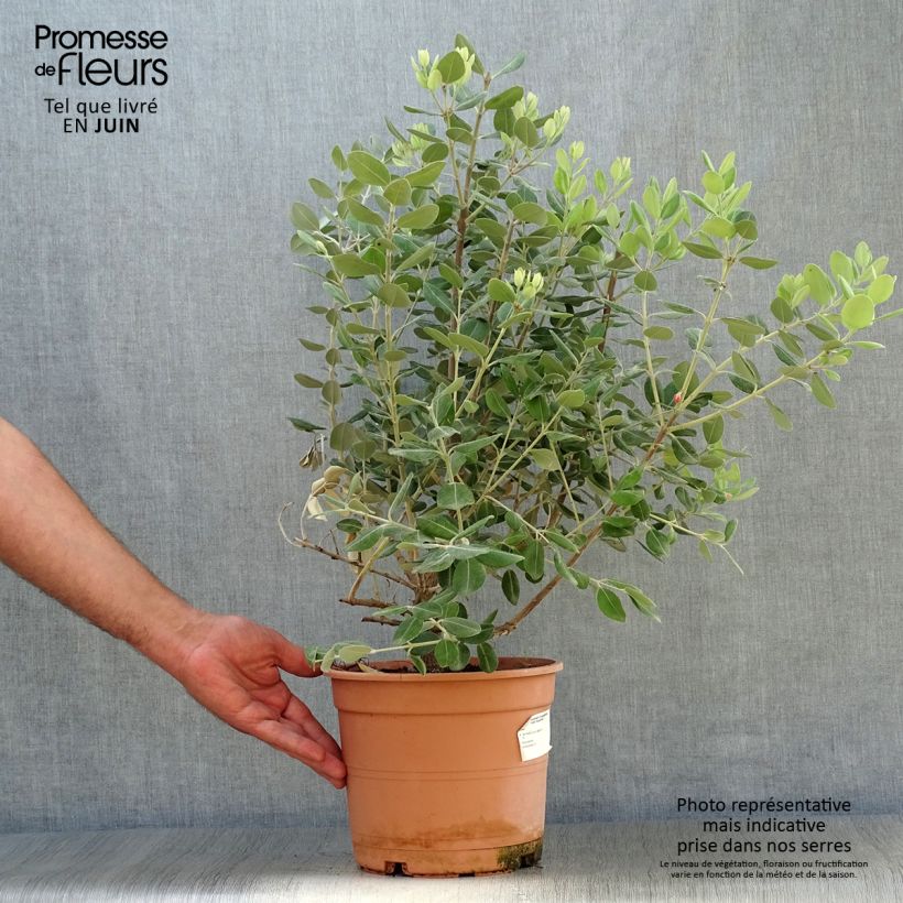 Exemplar von Metrosideros excelsa - Neuseeländischer Eisenholzbaum Topf mit 3L/4L wie im Sommer geliefert