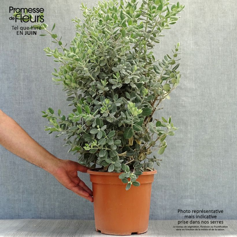 Example of Metrosideros excelsa - Neuseeländischer Eisenholzbaum Topf mit 7,5L/10L as you get in ete