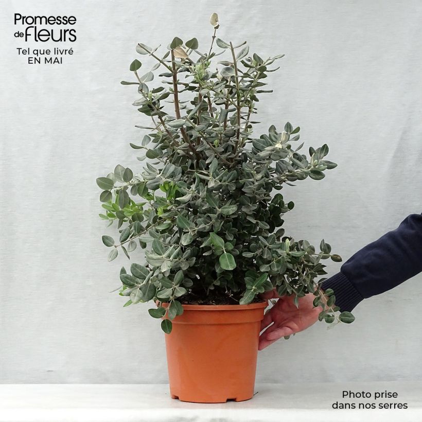 Exemplar von Metrosideros excelsa - Neuseeländischer Eisenholzbaum Topf mit 7,5L/10L wie im Frühjahr geliefert