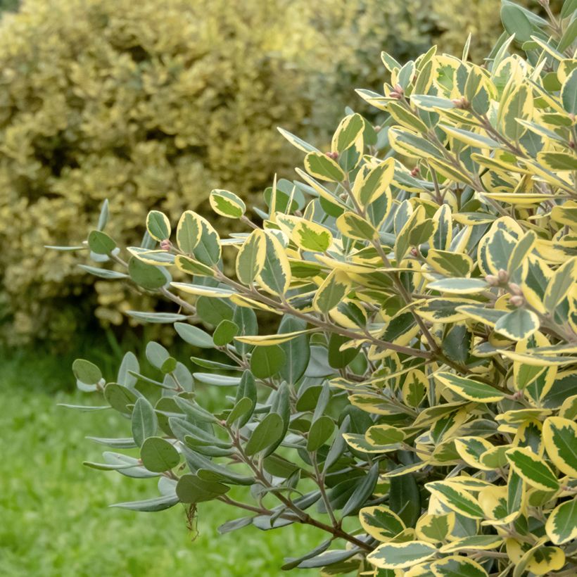 Metrosideros excelsa Aurea - Neuseeländischer Eisenholzbaum (Foliage)