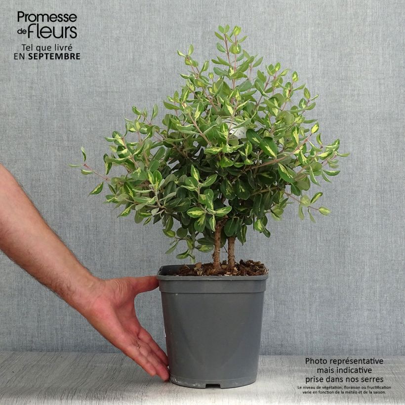 Example of Metrosideros kermadecensis Aureomarginata - Eisenholzbaum Topf mit 4L/5L as you get in automne