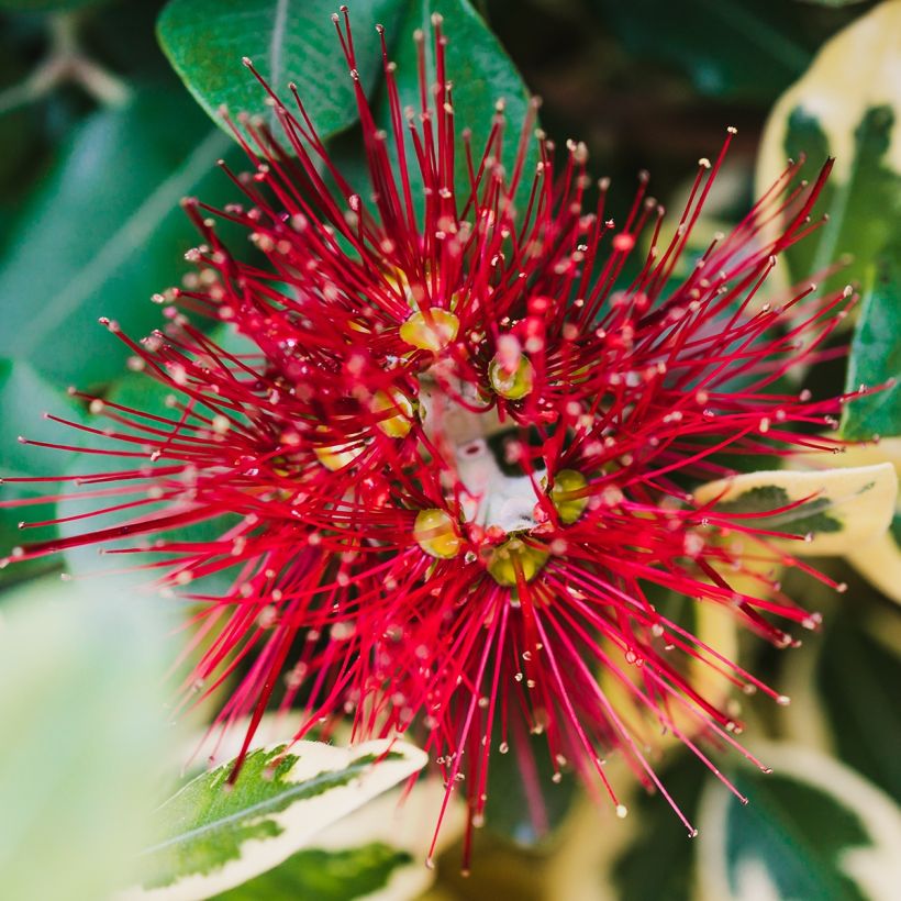 Metrosideros kermadecensis Sunninghill - Eisenholzbaum (Flowering)