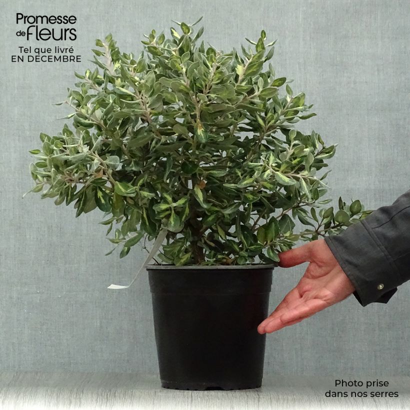 Exemplar von Metrosideros kermadecensis Sunninghill - Eisenholzbaum Topf mit 4L/5L wie im Winter geliefert