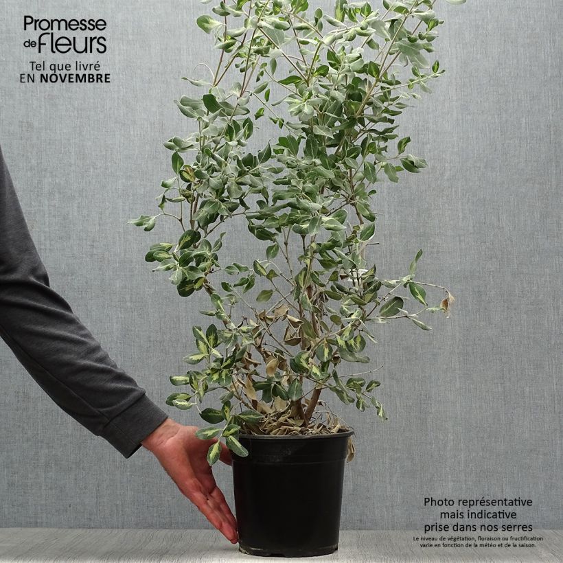 Example of Metrosideros kermadecensis Sunninghill - Eisenholzbaum Topf mit 4L/5L as you get in automne