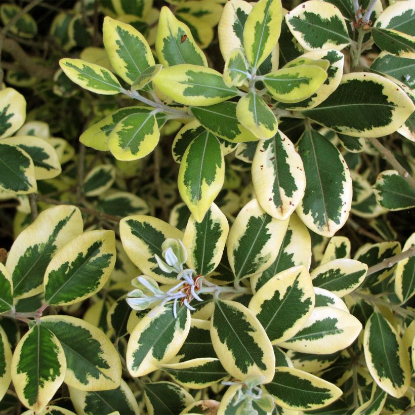 Metrosideros kermadecensis Sunninghill - Eisenholzbaum (Foliage)