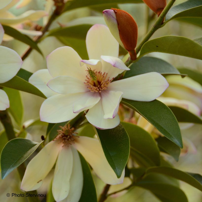 Magnolia Fairy Lime - Magnolie (Flowering)