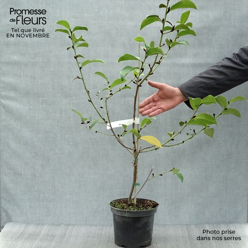 Example of Magnolia Fairy Lime - Magnolie Topf mit 4L/5L as you get in automne