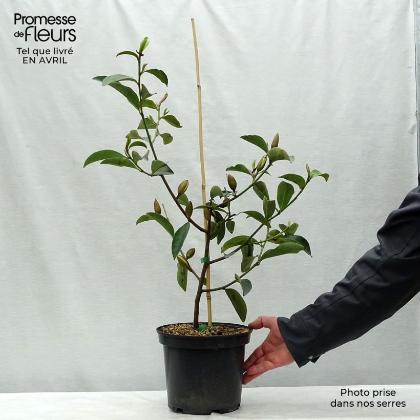 Exemplar von Magnolia Fairy Lime - Magnolie Topf mit 4L/5L wie im Frühjahr geliefert