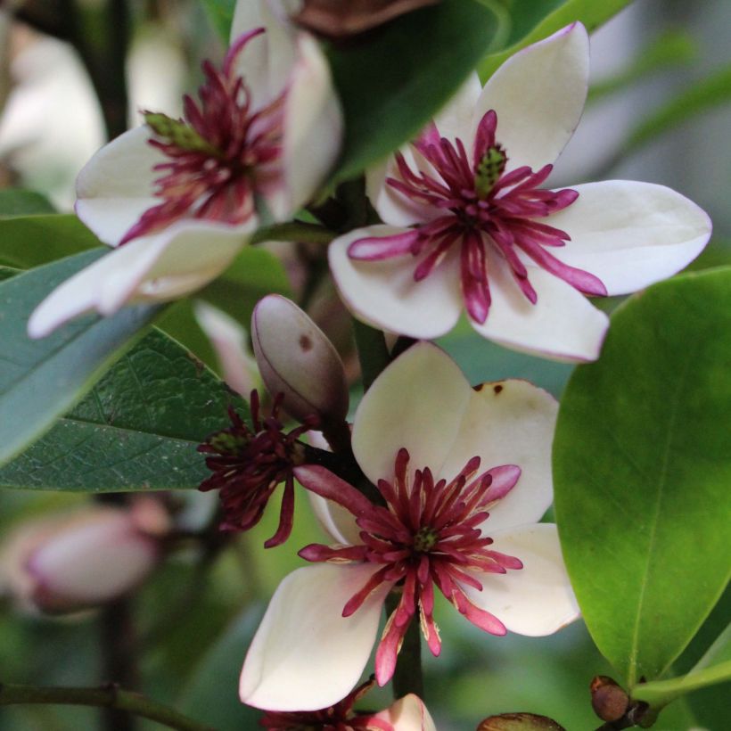 Magnolia White Caviar - Magnolie (Flowering)