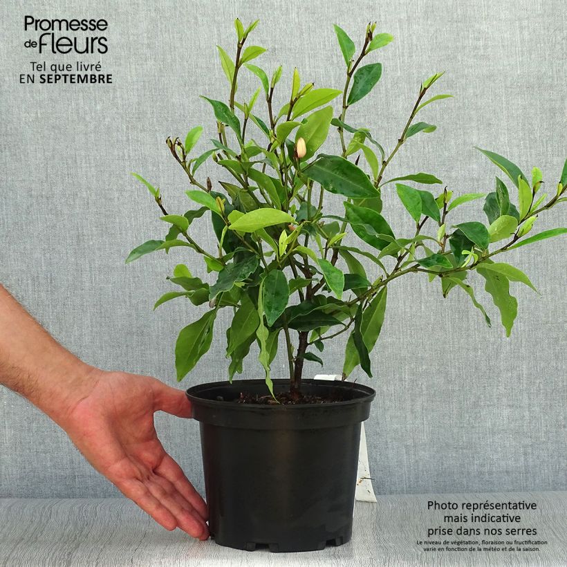 Example of Magnolia figo - Bananenstrauch Topf mit 2L/3L as you get in automne