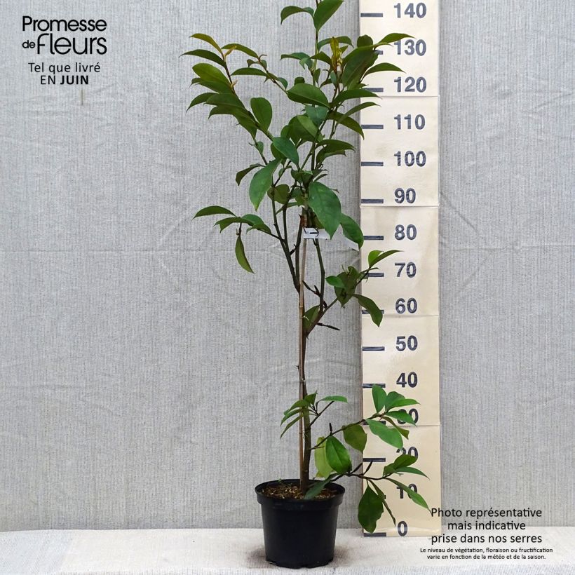 Exemplar von Magnolia foggii Allspice - Magnolie Topf mit 4L/5L wie im Sommer geliefert