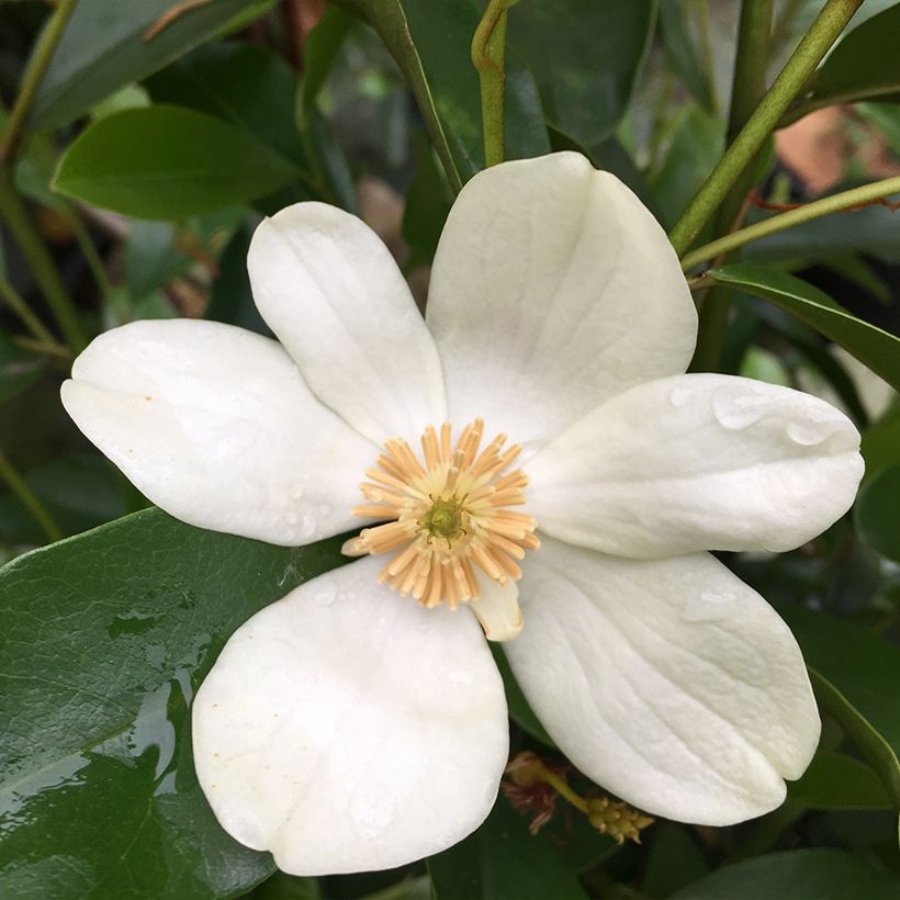 Magnolia yunnanensis - Yunnan-Magnolie (Flowering)