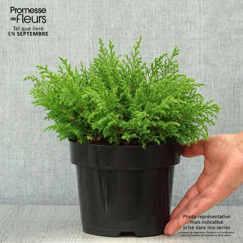 Example of Microbiota decussata Fuzzball - Zwerglebensbaum Topf mit 2L/3L as you get in automne