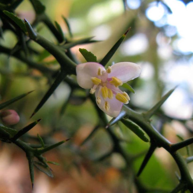 Fingerlimette - Microcitrus australasica (Flowering)