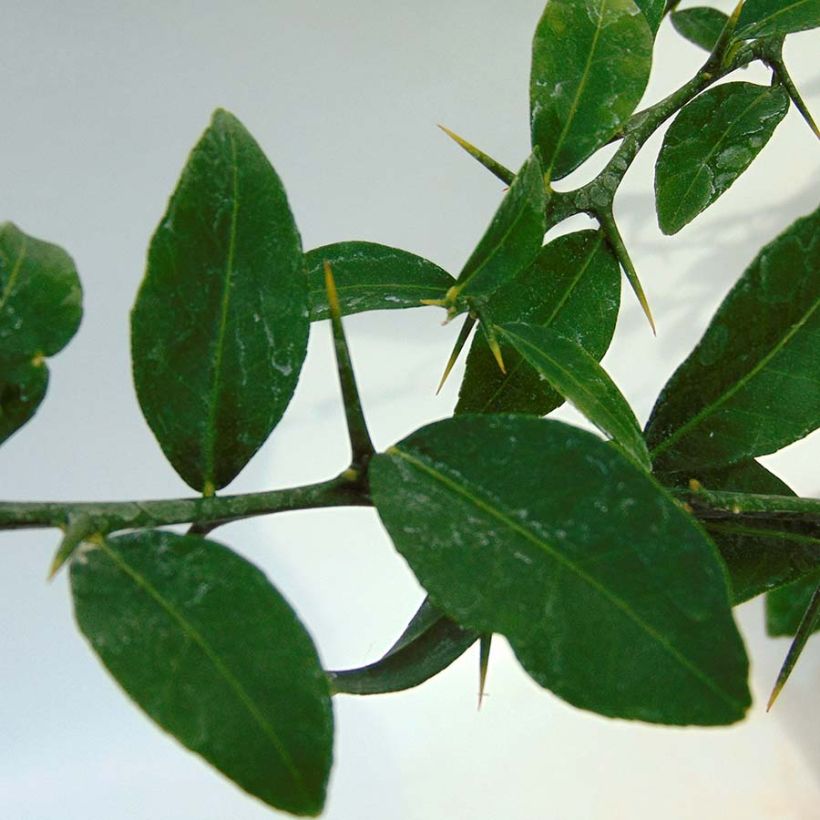 Fingerlimette Verde - Microcitrus australasica (Foliage)