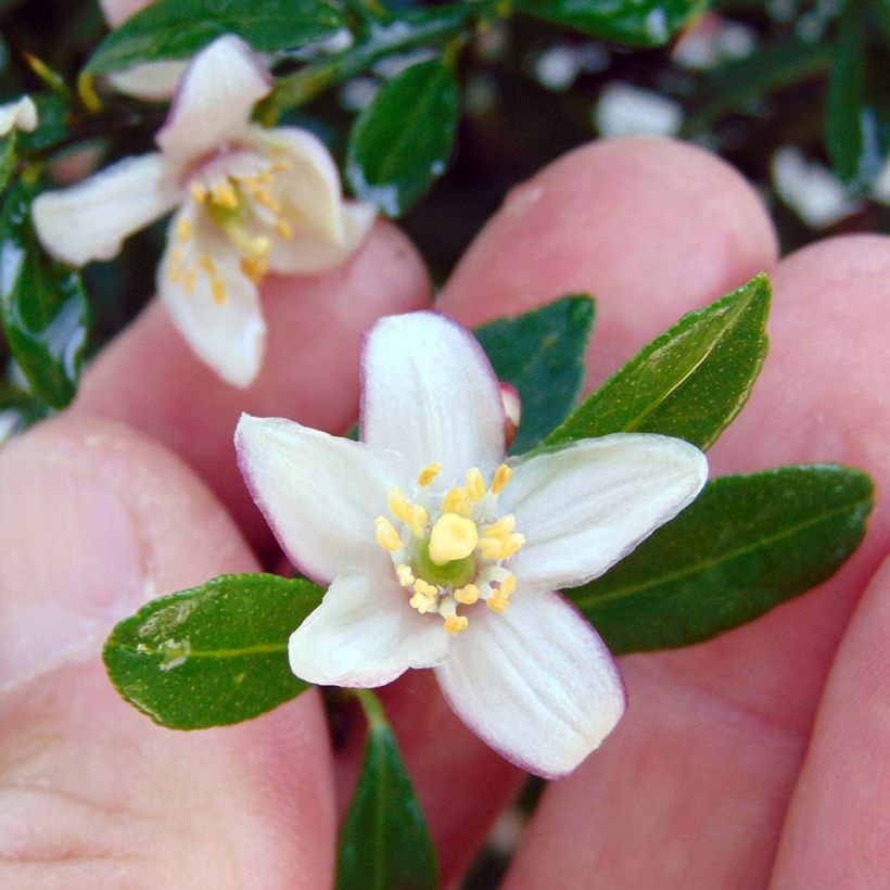 Fingerlimette Verde - Microcitrus australasica (Flowering)