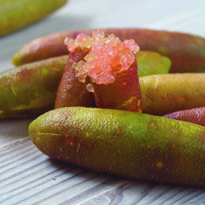 Fingerlimette Verde - Microcitrus australasica (Harvest)