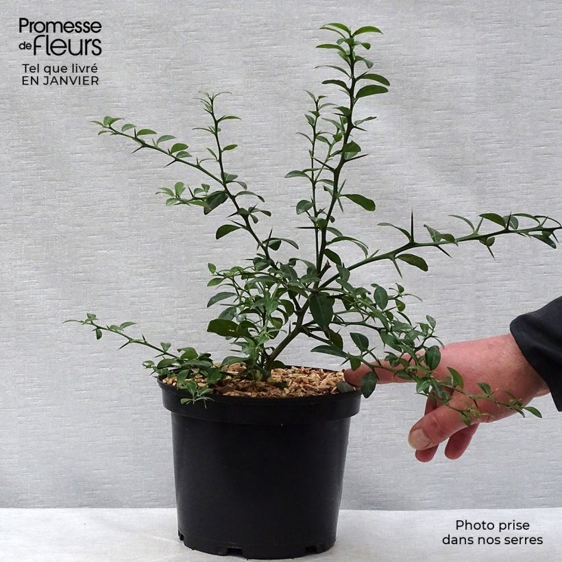 Example of Fingerlimette Verde - Microcitrus australasica Topf mit 2L/3L, Strauch as you get in hiver
