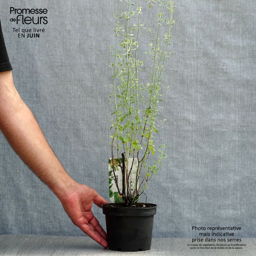 Example of Balkan-Bergminze - Micromeria thymifolia Topf mit 1,5L/2L as you get in ete