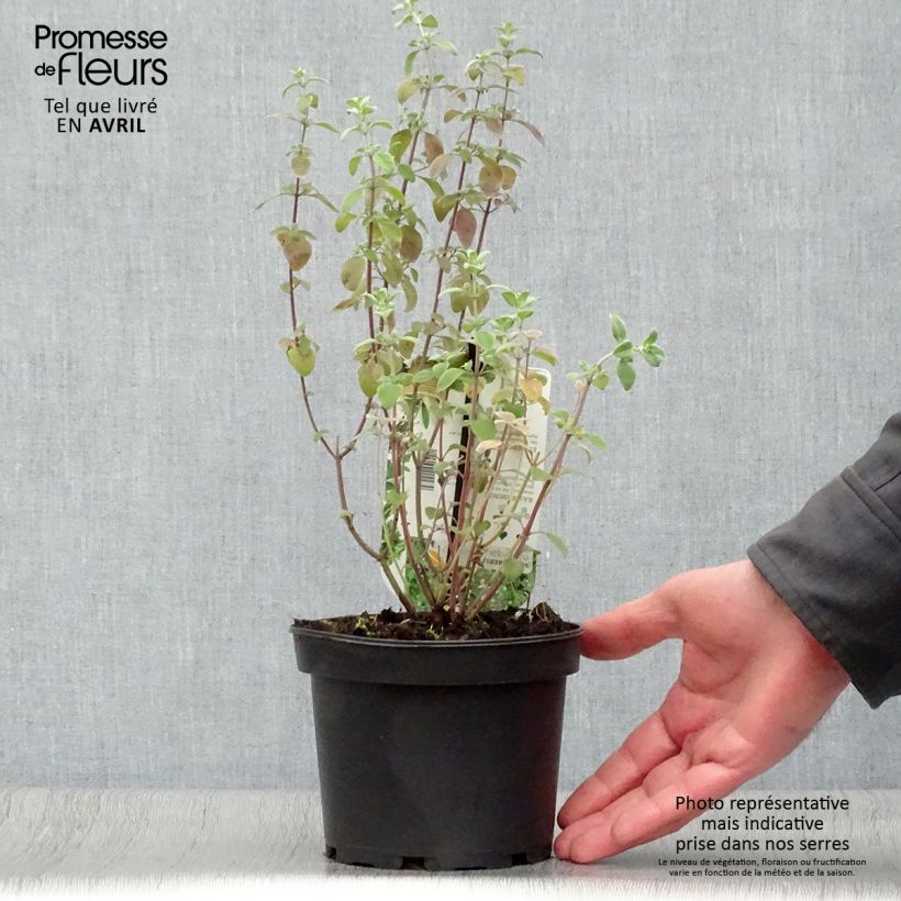 Exemplar von Balkan-Bergminze - Micromeria thymifolia Topf mit 1,5L/2L wie im Frühjahr geliefert