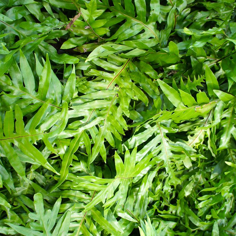Microsorum diversifolium - Känguru-Farn (Foliage)