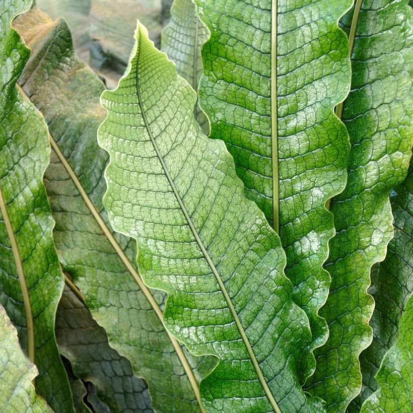 Microsorum musifolium Crocodyllus - Krokodilfarn (Foliage)
