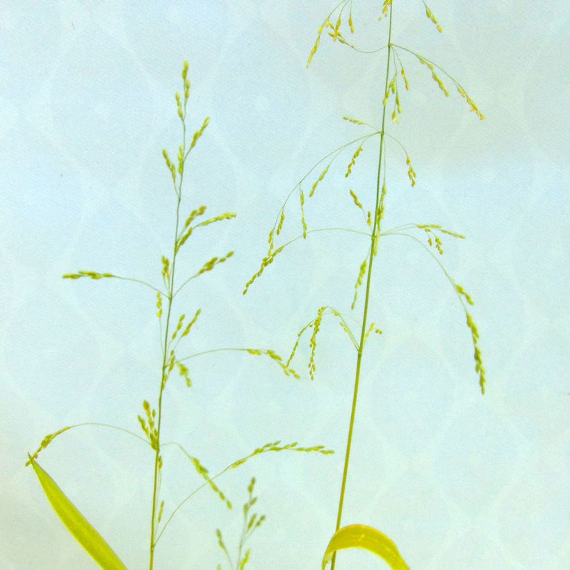 Milium effusum Aureum - Flattergras (Flowering)