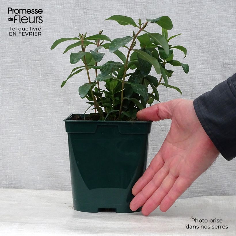 Exemplar von Hypericum calycinum - Kelchiges Johanniskraut Topf mit 2L/3L wie im Winter geliefert