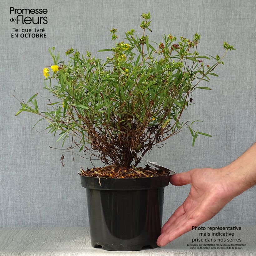 Example of Hypericum densiflorum Buttercup - Johanniskraut Topf mit 2L/3L as you get in automne